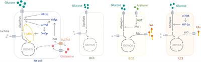The Metabolic Basis of ILC Plasticity